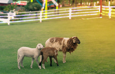 Sheeps in a meadow
