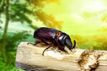 .Small insect.Dynastinae in a large tropical forest, macro photo