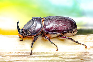 .Small insect.Dynastinae in a large tropical forest, macro photo