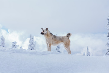 Lonely small grey dog in snowy forest