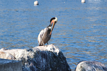 pelican on the beach