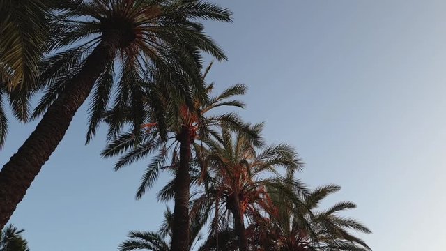 palm trees against the sky in Valencia Park