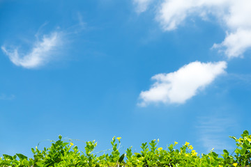 Yellow Dipladenia over blue sky with white clouds.