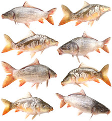 Carp fish on a white background