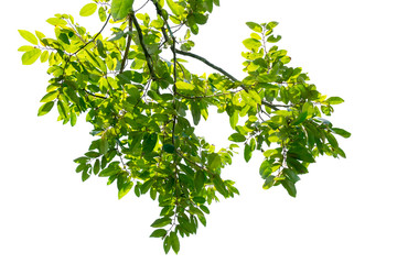 green leaf, top tree on white background.