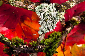 Forest old mossy branches on fallen autumn leaves. Autumn background.