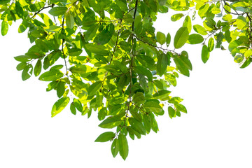 green leaf, top tree on white background.