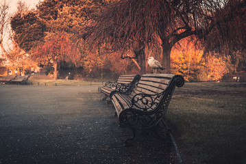 Friendly seagull on a dark brown wooden park bench, wet by the morning dew during a tranquility and silent time.