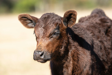Obraz premium Angus calf portrait looking to left