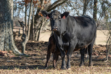 Angus cow-calf pair in trees