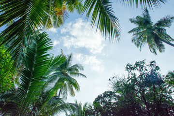 Blue sky Coconut leaf frame  texture background