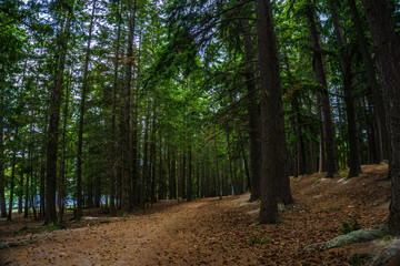 2019 park trees walk track way lake 