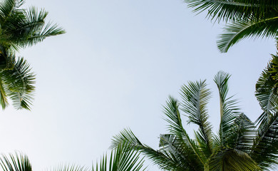 Fototapeta na wymiar Coconut leaf sky frame texture background