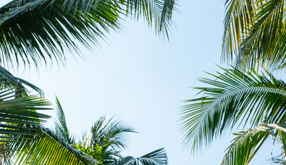 Fototapeta na wymiar Coconut leaf sky frame texture background