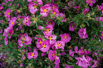 2019 exotic flowers pink nature garden beatiful spring new zealand