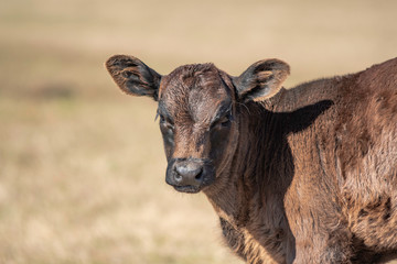 Baby Angus calf portrait with neg space