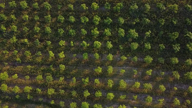 Mango groves planted in rows, high angles
