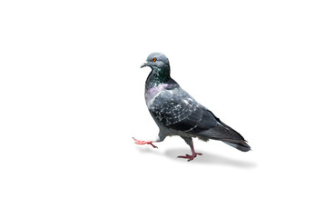 gray dove isolated on white background. pigeon bird. olumba livia. (with clipping path selection)