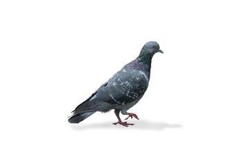 gray dove isolated on white background. pigeon bird. olumba livia. (with clipping path selection)
