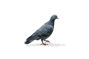 Obraz premium gray dove isolated on white background. pigeon bird. olumba livia. (with clipping path selection)