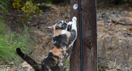 cat clawing a pole