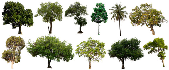 Set of trees on white background.Clipping Path