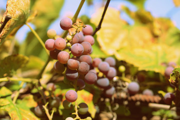 Unripe grapes with dried leaves in the garden in hot summer