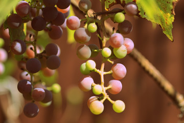 Unripe grapes with dried leaves in the garden in hot summer