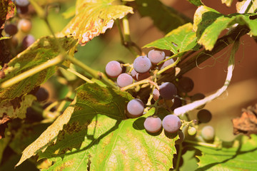 Unripe grapes with dried leaves in the garden in hot summer