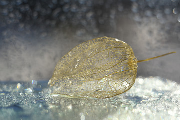 physalis on the glass with water droplets