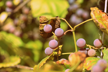 Unripe grapes with dried leaves in the garden in hot summer