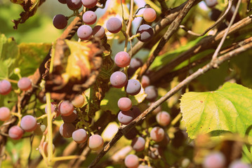 Unripe grapes with dried leaves in the garden in hot summer