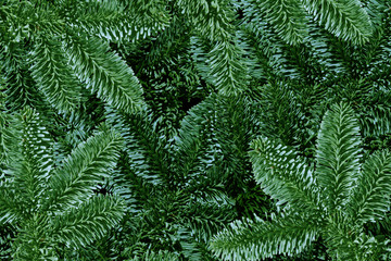 Fototapeta na wymiar Background of Green Christmas tree branches - christmas background