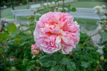 2019 exotic flowers pink nature garden beatiful spring new zealand