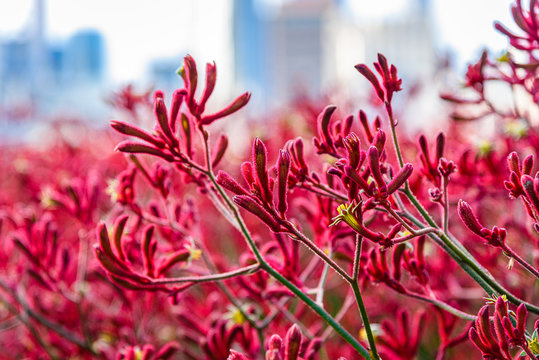 Australian native plant 'kangaroo paw' is blooming in red and yellow with distant city skyline in the distance