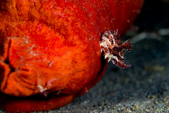 Lumpsucker