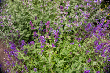 Obraz premium 2019 exotic flowers small purple super blur nature garden beautiful spring new zealand