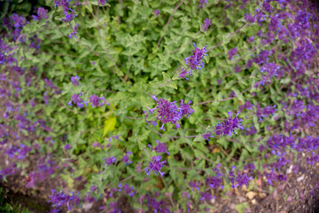 2019 exotic flowers small purple super blur nature garden beatiful spring new zealand