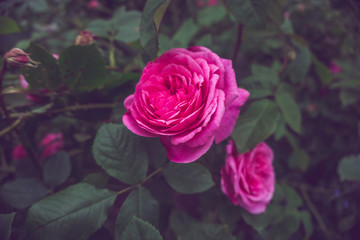 2019 exotic flowers vintage pink nature garden beatiful spring new zealand