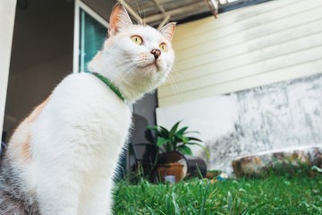 Close up portrait of cute calico parti-colour thai cat with yellow eyes looking at something with suspicion over green grass background. Surprised tortoiseshell and white cat.