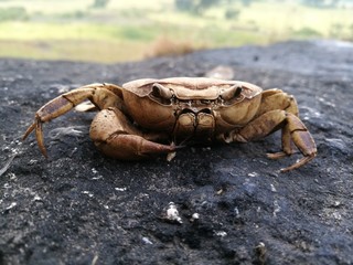 crab