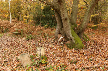 A cute English Springer Spaniel Dog (Canis lupus familiaris) enjoying a walk in Bencroft Woods in Autumn in Hertfordshire, UK.
