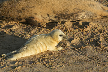 Obraz premium A new born Grey Seal pup (Halichoerus grypus) lying on the beach on a sunny day at Horsey, Norfolk, UK.