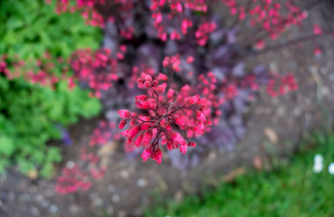 2019 exotic flowers small red super blur nature garden beatiful spring new zealand