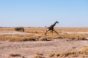 A galloping Giraffe - Giraffa Camelopardalis- on the plains of Etosha National Park, Namibia.