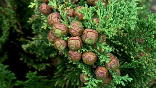A cluster of cones and seeds of the Lawson Cypress tree