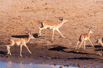 A group of Impalas -Aepyceros melampus- running nervously around a waterhole in Etosha National...
