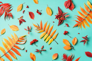 Creative layout of colorful autumn leaves over blue background. Top view. Flat lay. Autumn concept....