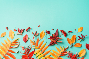 Creative layout of colorful autumn leaves over blue background. Top view. Flat lay. Autumn concept....