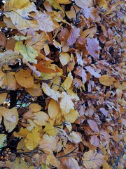 Fall Leaf Wall (1)